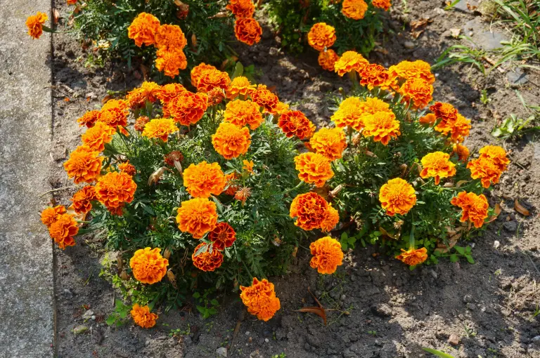 ¿A qué sabe el cempasúchil? Te contamos sobre el sabor de la flor de los muertos