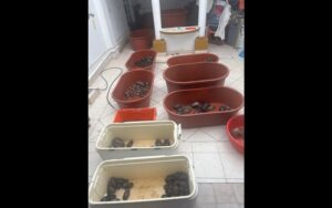 Permite coordinación entre SSPCM y SSPC detención de traficante de animales