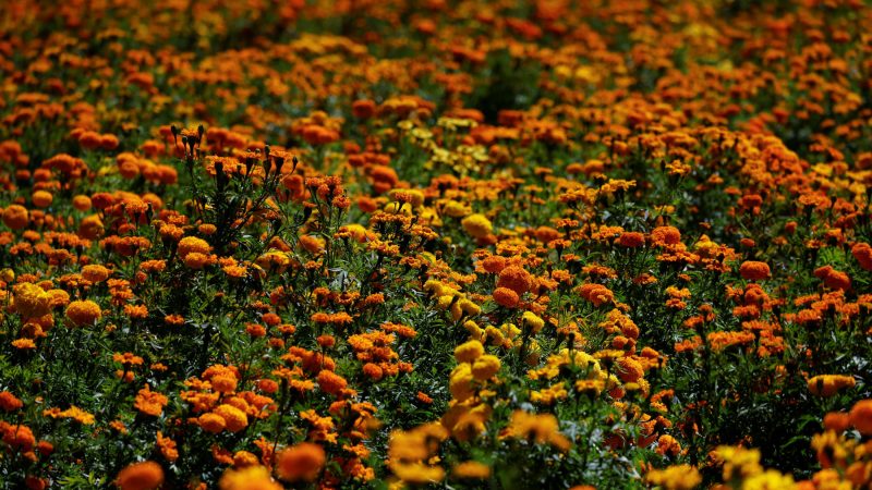 Flor de cempasúchil: su historia y significado en el Día de Muertos