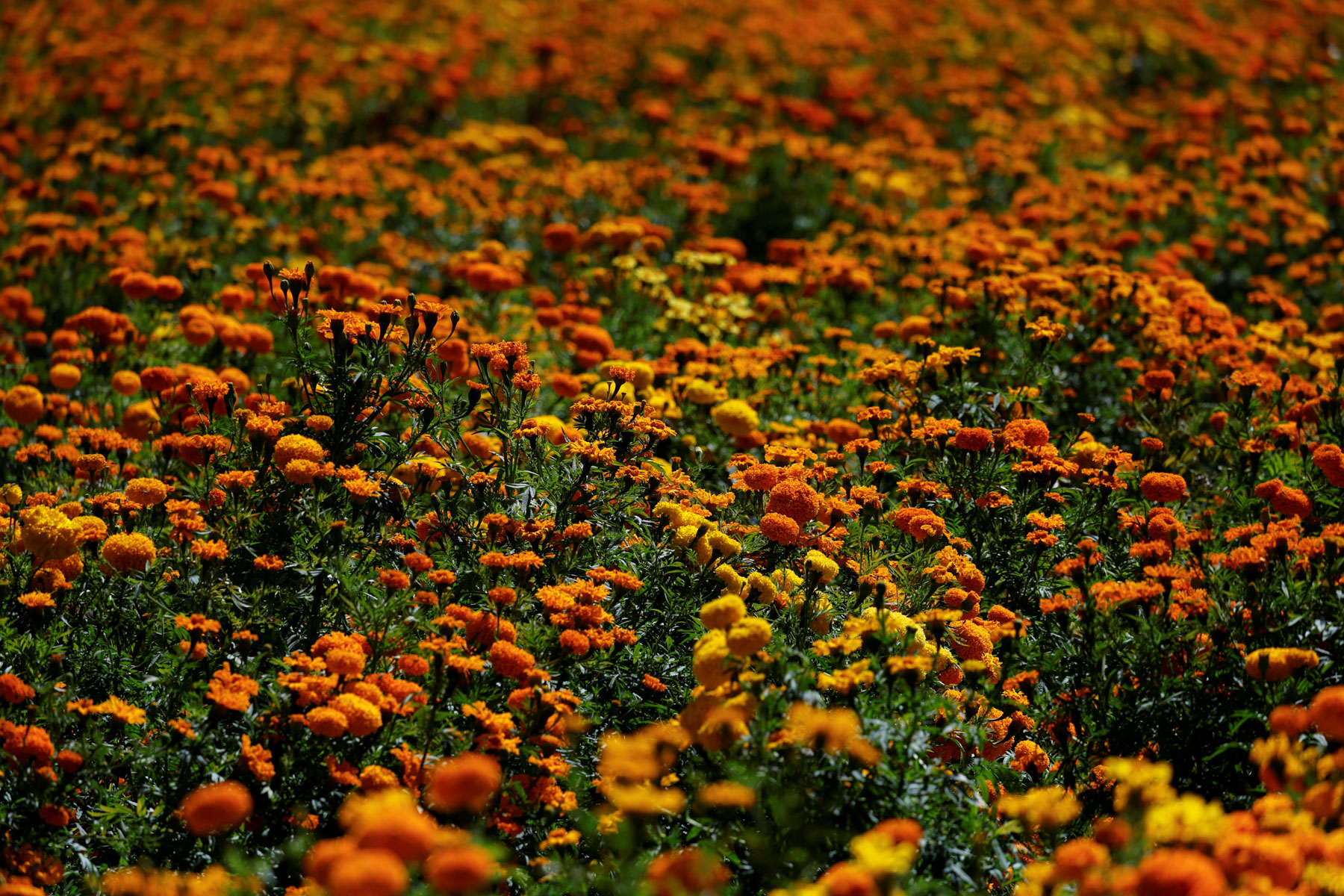 Flor de cempasúchil: su historia y significado en el Día de Muertos