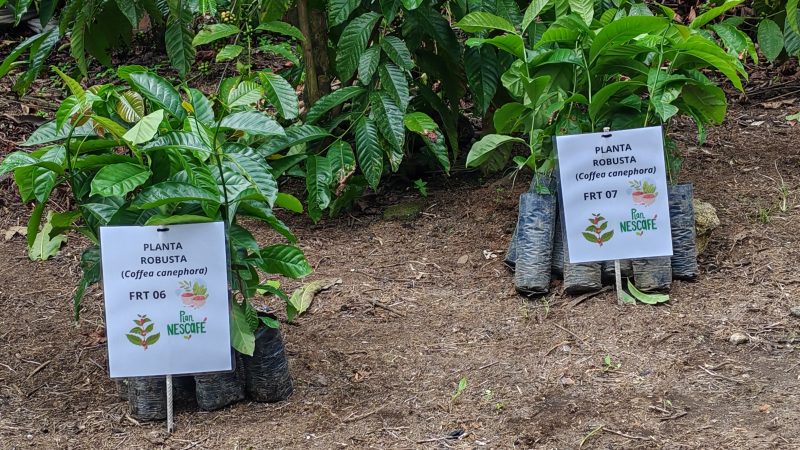 Nestlé apuesta por el café mexicano mientras el precio global toca máximos históricos