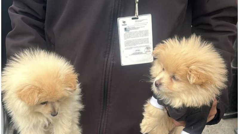 Rescata Gobierno Municipal de Tijuana a dos caninos en situación de riesgo en la delegación La Mesa