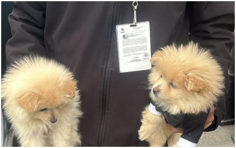 Rescata Gobierno Municipal de Tijuana a dos caninos en situación de riesgo en la delegación La Mesa