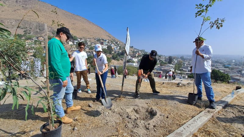 Genera Nación Verde acciones responsables  para proteger el arbolado urbano en Tijuana