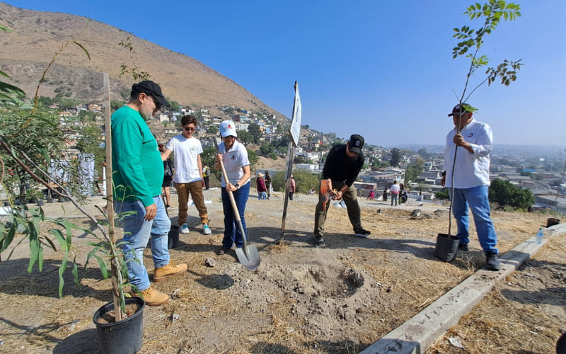 Genera Nación Verde acciones responsables  para proteger el arbolado urbano en Tijuana