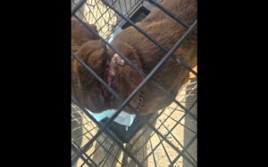 FGE asegura animales víctimas de maltrato durante cateo en Tijuana