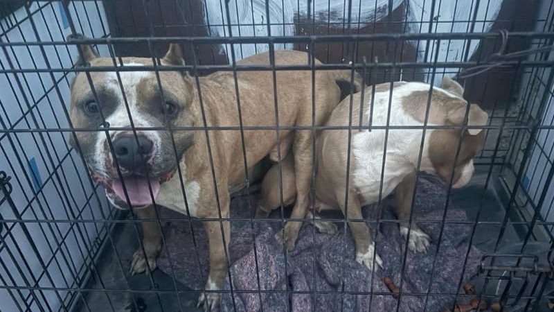 Vinculan a proceso a “El maltratador de la Obrera”; animalistas exigen pena máxima