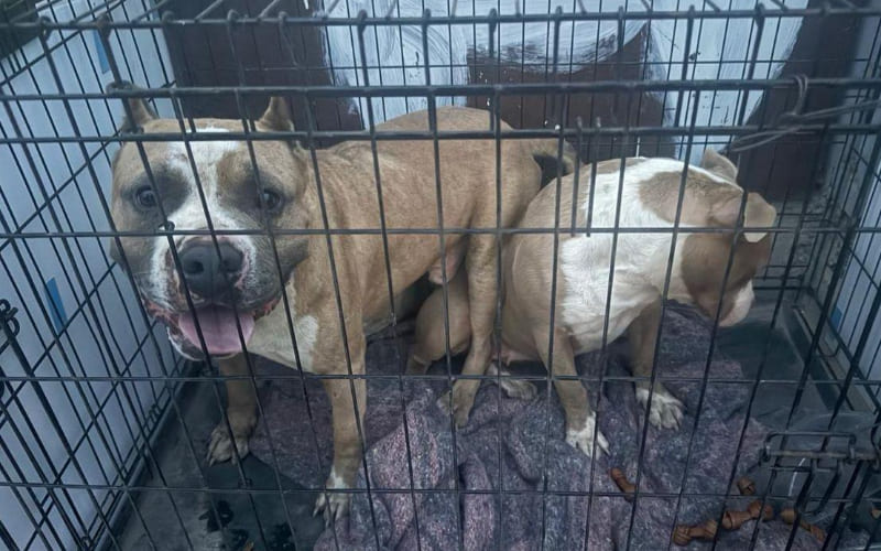 Vinculan a proceso a “El maltratador de la Obrera”; animalistas exigen pena máxima