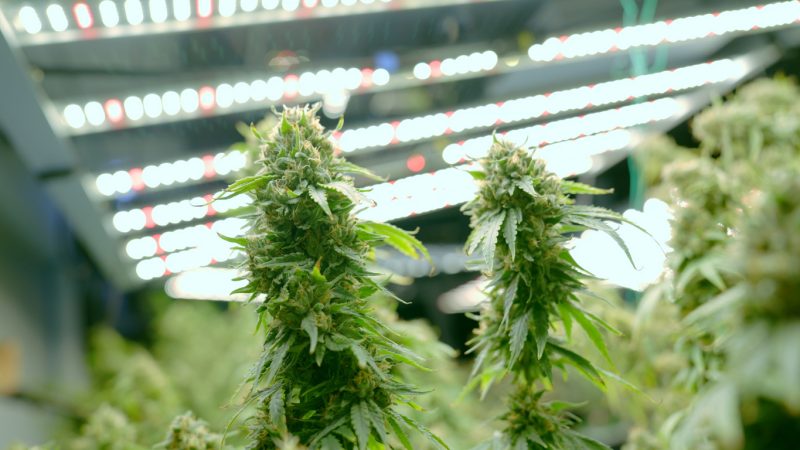 Trump busca reducir restricciones a la marihuana con presiones al gobierno