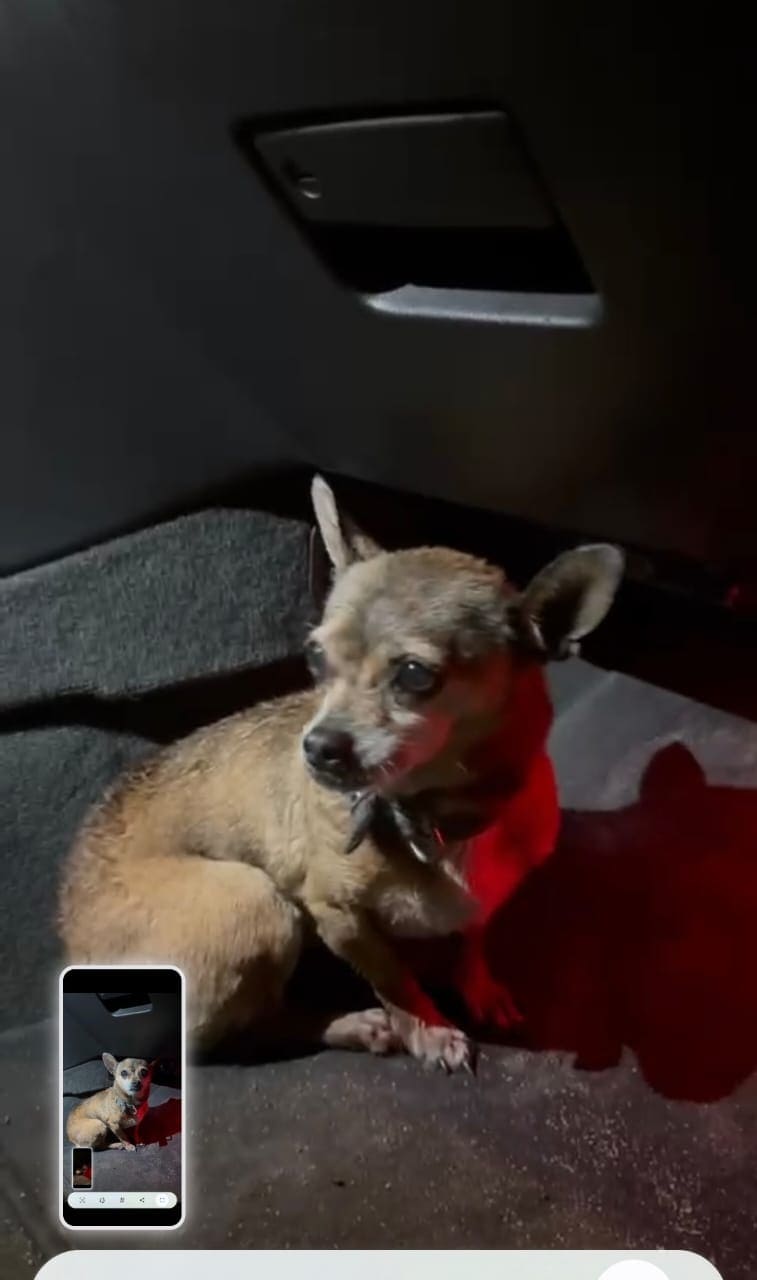 #ServicioSocial | Conductor rescata a perrito desorientado tras el estruendo de lo fuegos artificiales en Zona Este