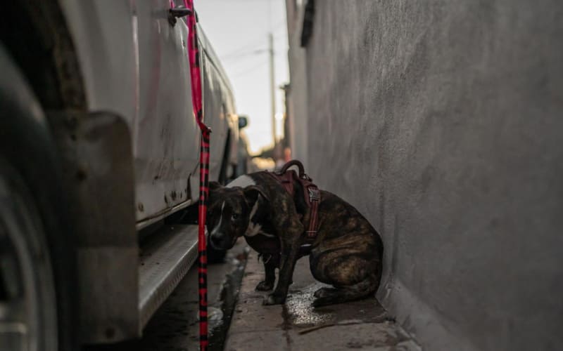 Incendio consume tres casas en Ciudad Jardín