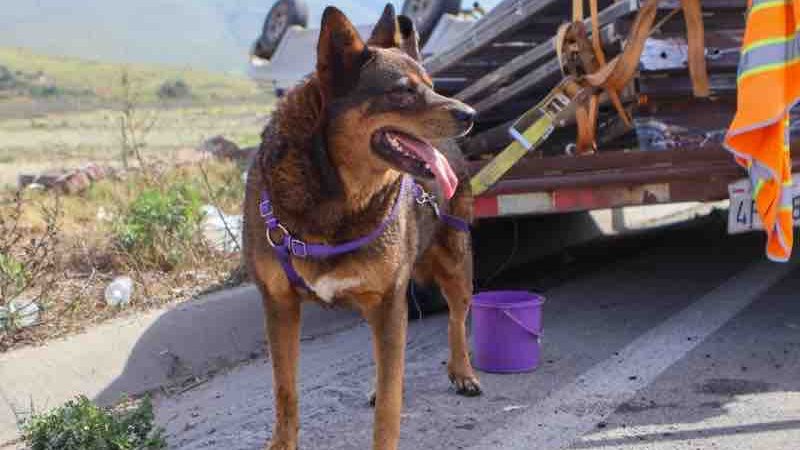 Accidente en la carretera libre Tijuana-Tecate deja una camioneta volcada y una mujer lesionada