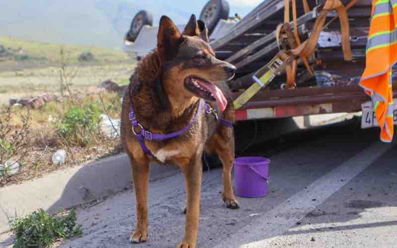 Accidente en la carretera libre Tijuana-Tecate deja una camioneta volcada y una mujer lesionada