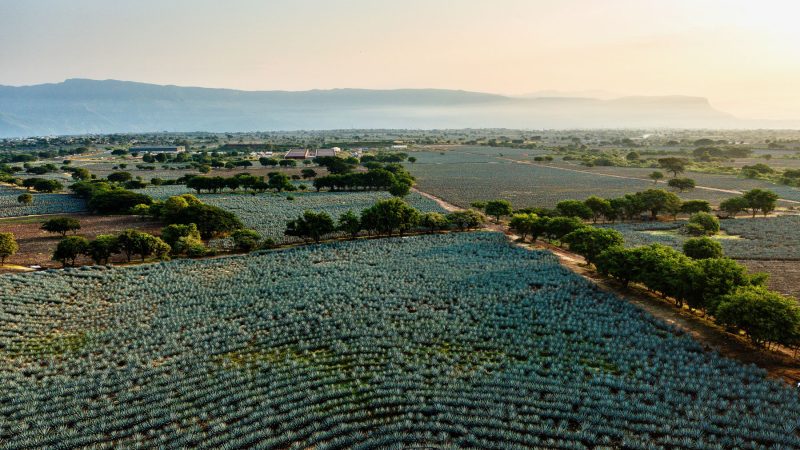 José Cuervo, la empresa que fue extorsionada por el alcalde de Tequila, Diego Rivera