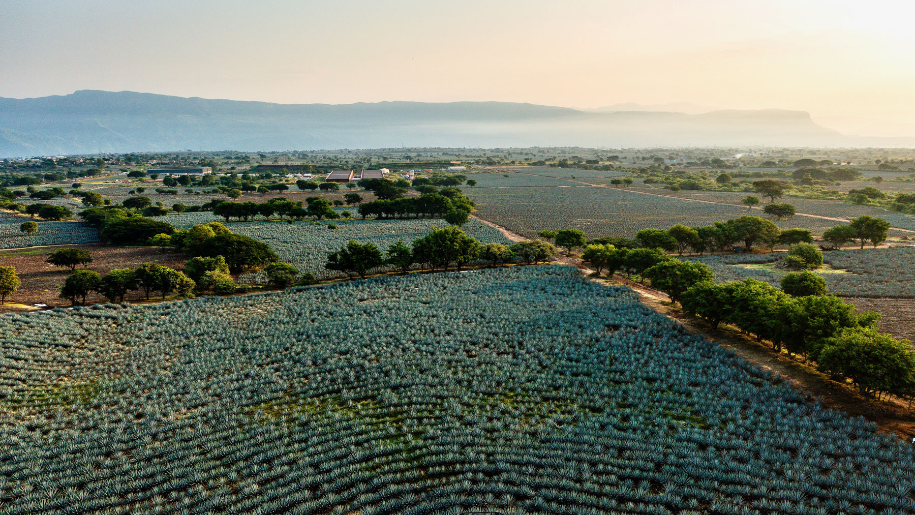 José Cuervo, la empresa que fue extorsionada por el alcalde de Tequila, Diego Rivera