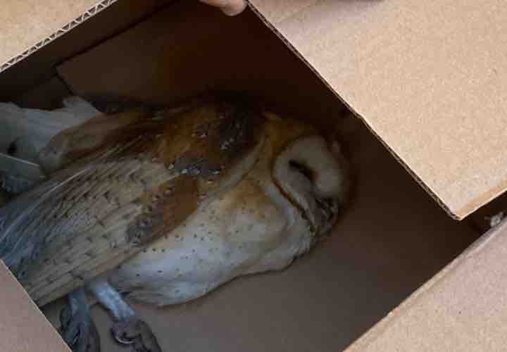 Rescatan a lechuza lesionada en San Antonio de los Buenos tras reporte ciudadano