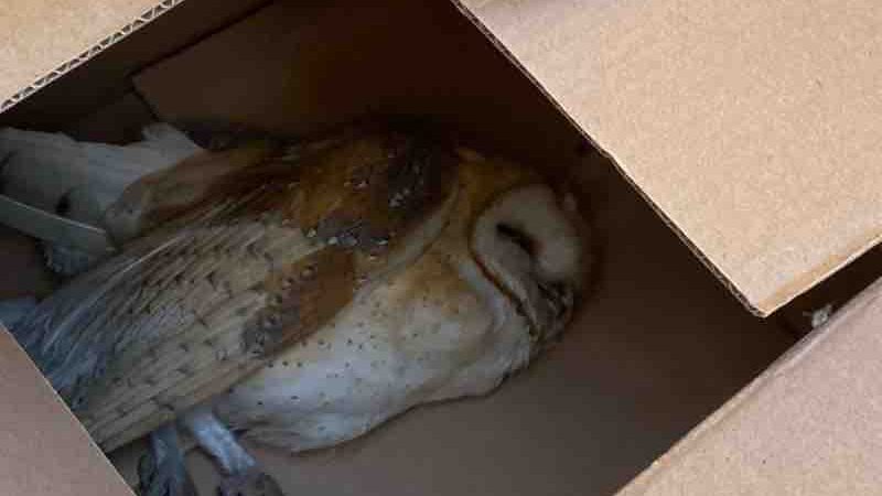 Rescatan a lechuza lesionada en San Antonio de los Buenos tras reporte ciudadano