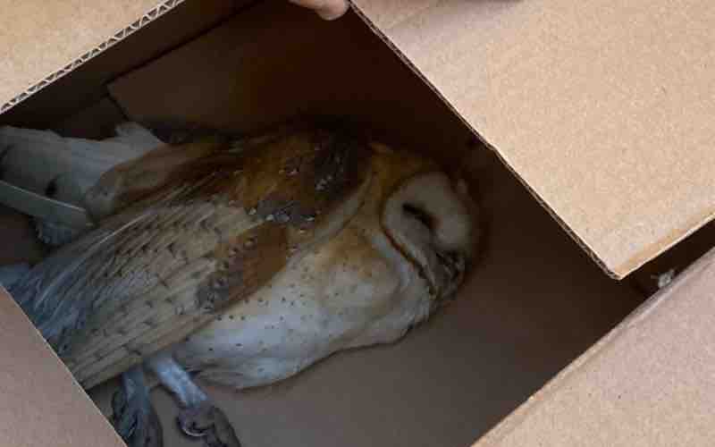 Rescatan a lechuza lesionada en San Antonio de los Buenos tras reporte ciudadano