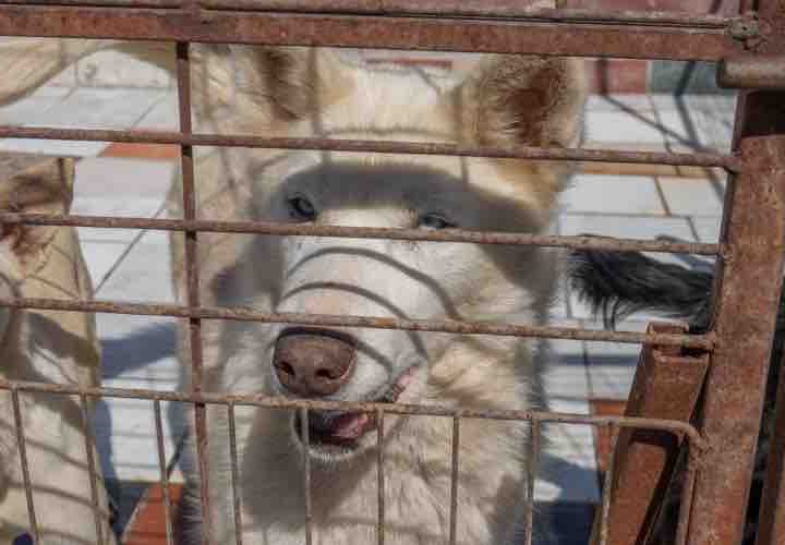 Con 62 perritos en resguardo, refugio For Happy Tails solicita apoyo de la comunidad