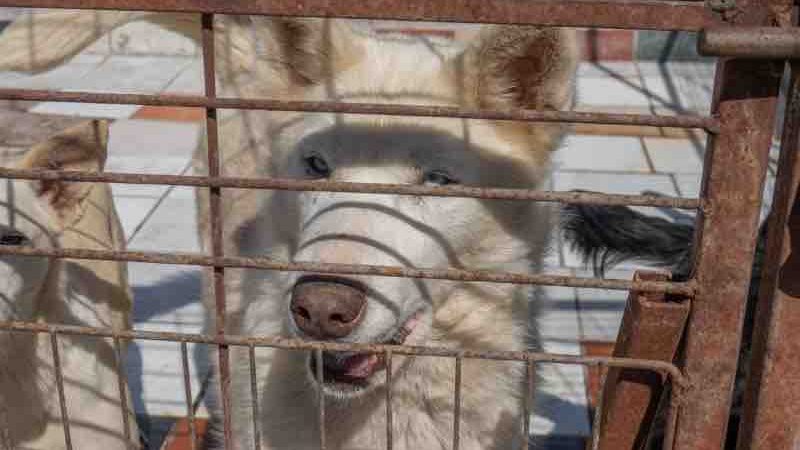 Con 62 perritos en resguardo, refugio For Happy Tails solicita apoyo de la comunidad